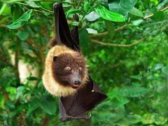 Ryukyu Flying Fox photo 1
