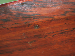 Eudiagogus episcopalis