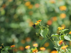 Xylocopa frontalis