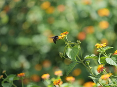 Xylocopa frontalis