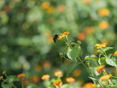 Xylocopa frontalis