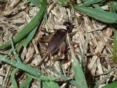Lepidogryllus