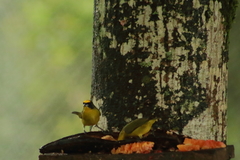 Euphonia laniirostris