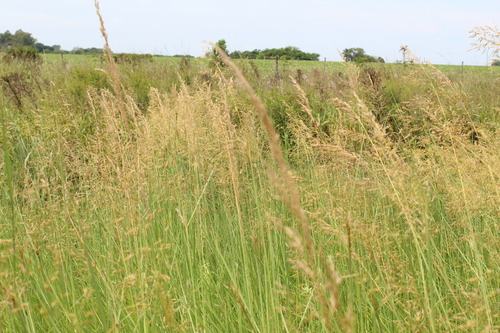 Sorghastrum setosum, 2021-02-13