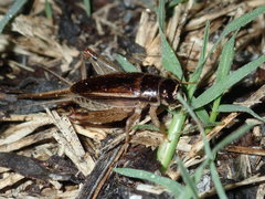 Lepidogryllus