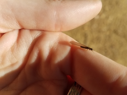 iNaturalist observation photo of Termites