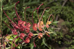 Grevillea bipinnatifida