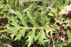 Grevillea bipinnatifida