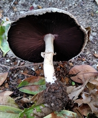 Agaricus