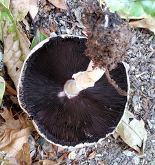Agaricus