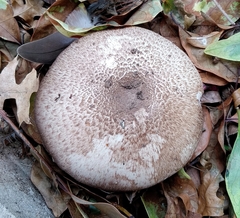 Agaricus