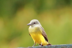 Tyrannus melancholicus