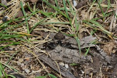 Notocrambus cuprealis