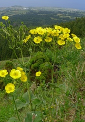 Ranunculus cortusifolius