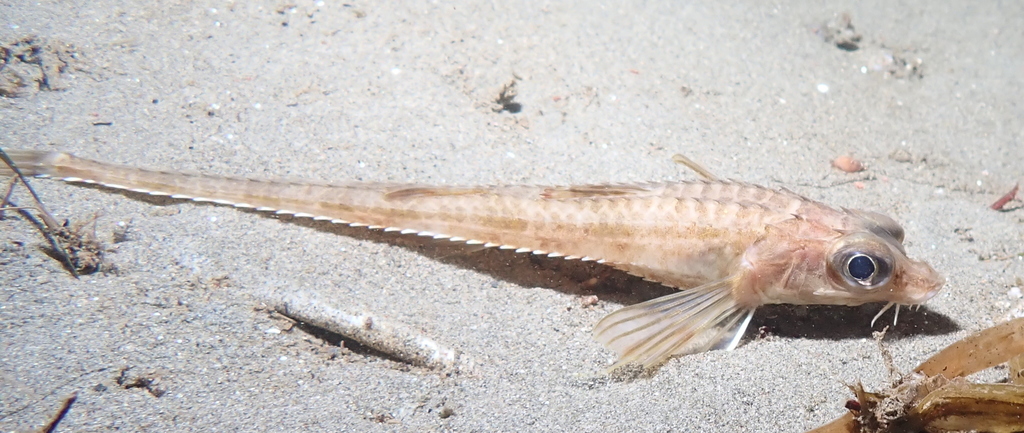 Bigeye Poacher