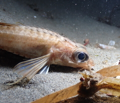 Bathyagonus pentacanthus