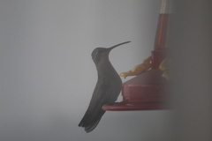 Cynanthus latirostris