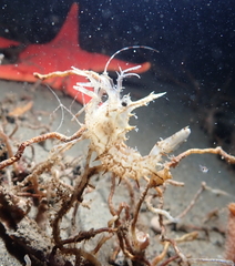 Paracrangon echinata