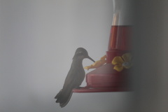 Cynanthus latirostris