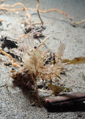 Paracrangon echinata