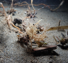 Paracrangon echinata