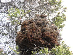 Arceuthobium vaginatum