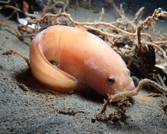 Liparis mucosus
