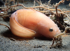 Liparis mucosus