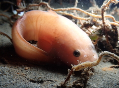 Liparis mucosus
