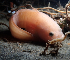 Liparis mucosus