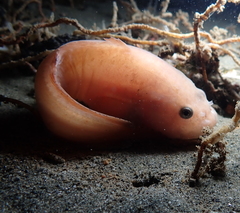 Liparis mucosus