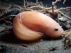 Liparis mucosus
