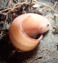 Liparis mucosus