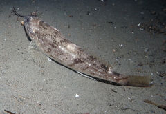 Hexagrammos stelleri