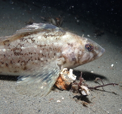 Hexagrammos stelleri