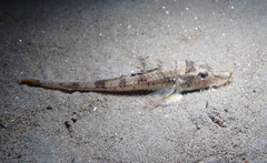 Podothecus accipenserinus