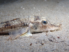 Podothecus accipenserinus