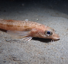 Bathyagonus pentacanthus