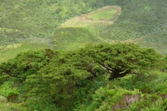 Juniperus brevifolia