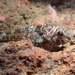 Scalyhead Sculpin - Photo (c) Sara Thiebaud, some rights reserved (CC BY-NC), uploaded by Sara Thiebaud