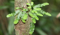 Lygodium reticulatum