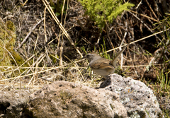 Asthenes dorbignyi usheri