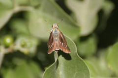 Torbenlarsenia gemella