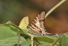 Graphium aristeus