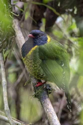 Band-tailed Fruiteater (Pipreola intermedia), photo 7