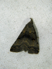 Phalaenostola hanhami