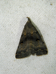 Phalaenostola hanhami