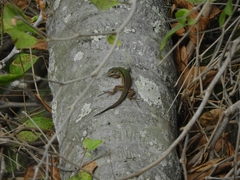 Kentropyx altamazonica