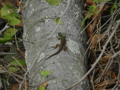 Kentropyx altamazonica