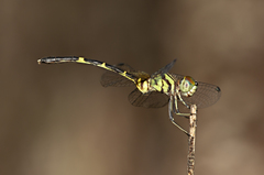 Nannophlebia eludens